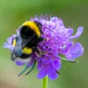 bigbigbee