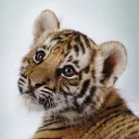 the_tiger