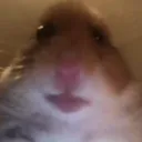 regularhamster