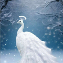 avatar Mangó*Ízű*Nyuszifánk*