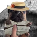 rayadito
