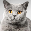 avatar Detective Meow