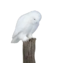 kek331