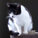 avatar not really a junkie cunt?