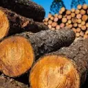 timber3010