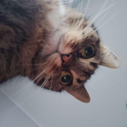 Discord Avatar