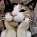 shylliot