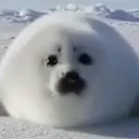 xylobone