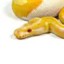 lemonadesnake.
