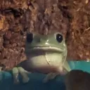 chaos.turtle