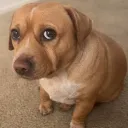 doitertron