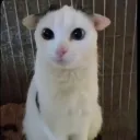 cereallover51 avatar