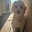 photobombchamp