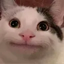 whitecatwithgrayspot