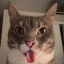 mik0oo