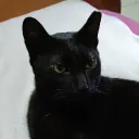 nazulieo_masher