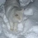 aphexcalico