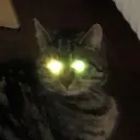 meneerab