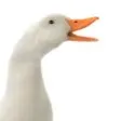 Kareem's Avatar