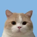 _tawan