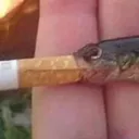 jacono