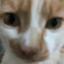 breadcat9433