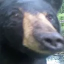 makwa_.