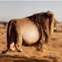 lion_ashy