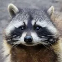 .threeraccoonsinatrenchcoat
