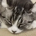 levanilla_