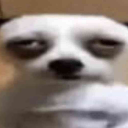 senorbacon9435's Avatar