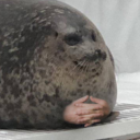 avatar Seallaume Latendresse