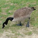 goose5060