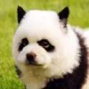redpanda03219