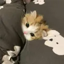 nyii