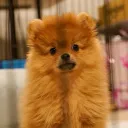 bluedog_44