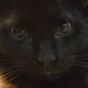 lionsuit