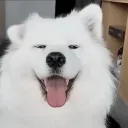 lilwc