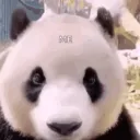 pandaabearr avatar
