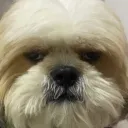 TeJota