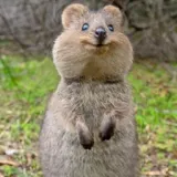 oboembus's avatar