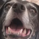 the_sirloin