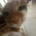 jitiky