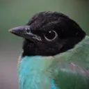 kestrrl