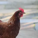 peaveyyyy2