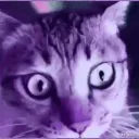 purpcat
