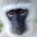 avatar GrenadineSupplement