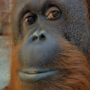 avatar GrenadineSupplement