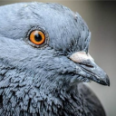 avatar Pigeon
