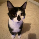 avatar asomecat123456